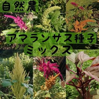 【自然農・自家採種】アマランサスの種ミックス赤緑茶　こぼれ種で毎年開花しています(その他)