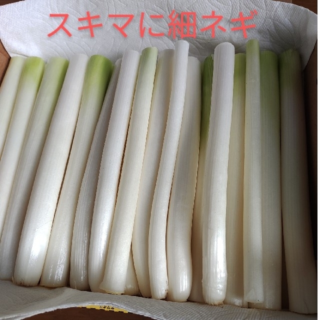 長ネギ☆農薬不使用ねぎ☆　　　　　　コンパクトBOX発送 食品/飲料/酒の食品(野菜)の商品写真