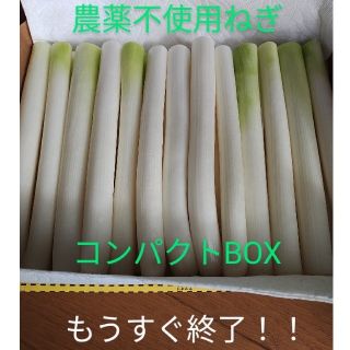 長ネギ☆農薬不使用ねぎ☆　　　　　　コンパクトBOX発送(野菜)