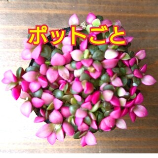 桜吹雪 多肉植物 ポットごと発送(その他)