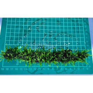 ☆活着流木☆    南米ウィローモス   *542*(アクアリウム)