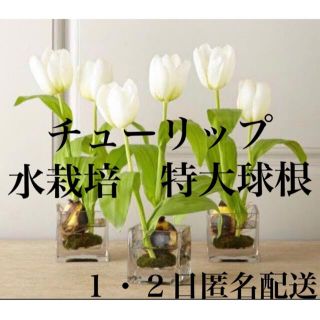 水栽培　チューリップ　3個　春　植物　入学式　可愛い　まとめ売り　匿名配送(ドライフラワー)