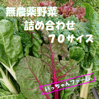 おちゃぶ様専用　冬野菜の詰め合わせ　７０サイズにて(野菜)