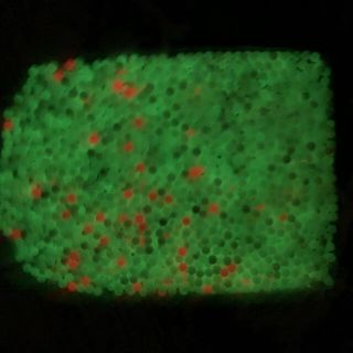 マルイ(マルイ)の蓄光BB弾　400g 約2000発(その他)