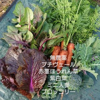 無農薬野菜 お花のようなプチヴェール入り サラダセット(野菜)