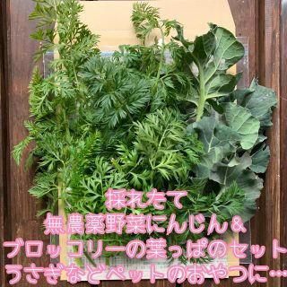 無農薬野菜＊採れたてにんじん＆ブロッコリーの葉っぱ＊約100g＊ネコポス＊(野菜)