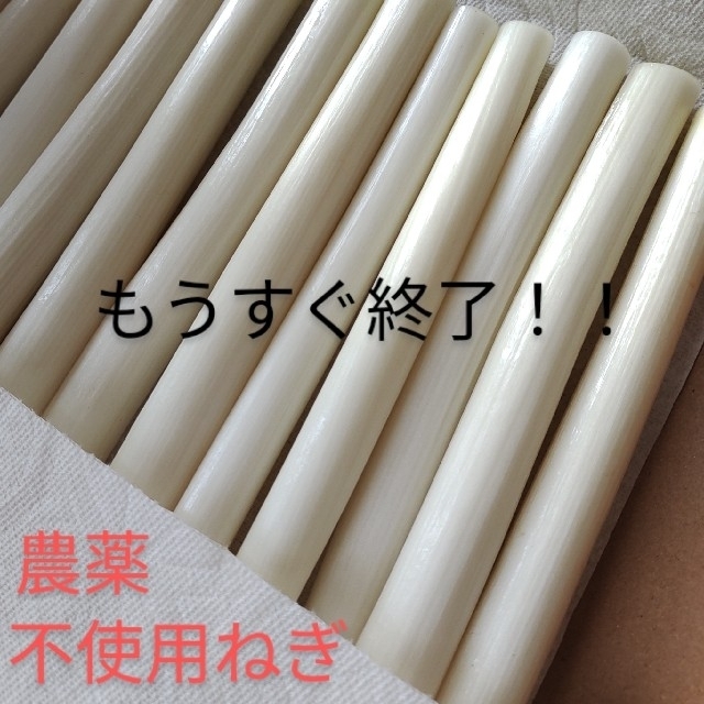 テレビで話題 長ねぎ☆農薬不使用ネギ☆ ネコポスで白ねぎ発送! - lil