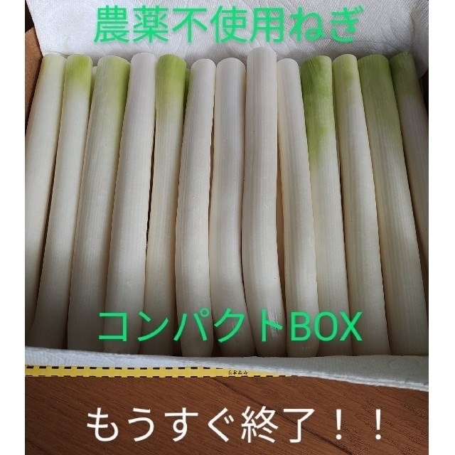 長ねぎ☆農薬不使用ネギ☆　　　　　コンパクトBOXで白ねぎ発送！！ 食品/飲料/酒の食品(野菜)の商品写真