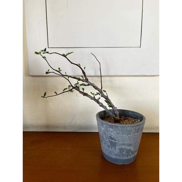 センナメリディオナリス 発根済み株 | www.labodegona.com.gt