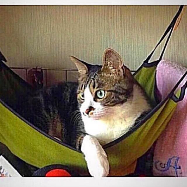 未使用】necosekai(ネコセカイ)❤︎キャットハンモック❤︎猫ベッド 白
