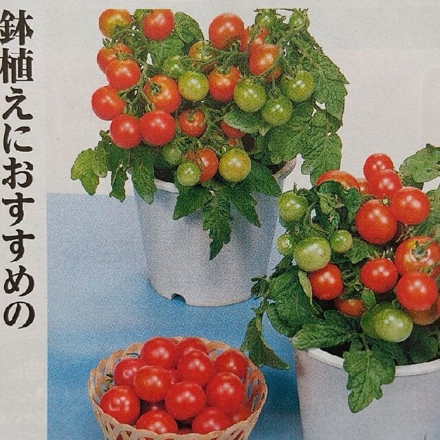 野菜の種       ミニトマト    レジナ 食品/飲料/酒の食品(野菜)の商品写真