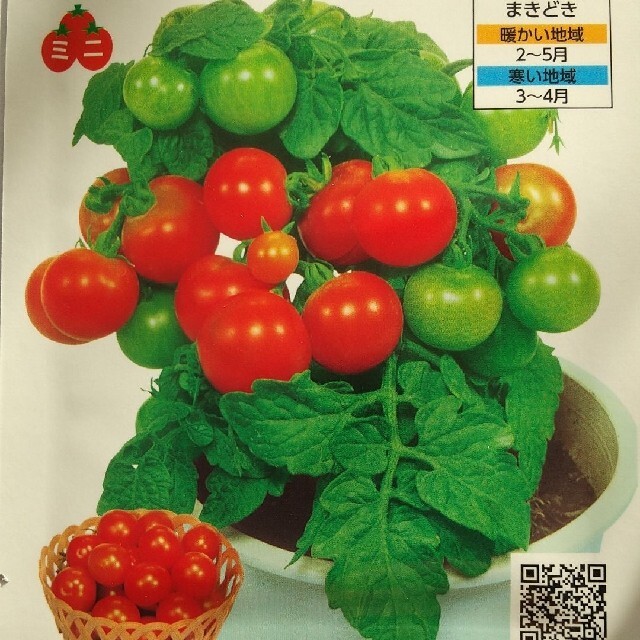 野菜の種       ミニトマト    レジナ 食品/飲料/酒の食品(野菜)の商品写真