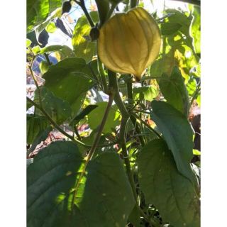 食用ほおずき 種100粒以上　ゴールデンベリー(野菜)