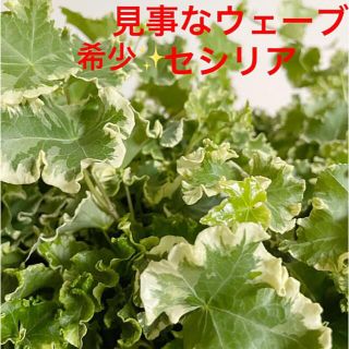 hwkn143様専用です。観葉植物　イングリッシュアイビーセシリア　抜き苗1本(その他)