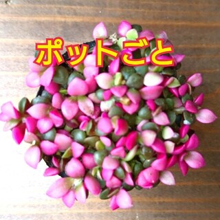 桜吹雪 多肉植物 ポットごと発送(その他)
