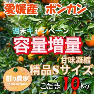 愛媛産　ポンカン小玉　10キロ(フルーツ)