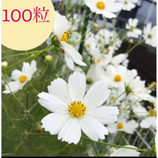 白いコスモスの種子　100粒(プランター)