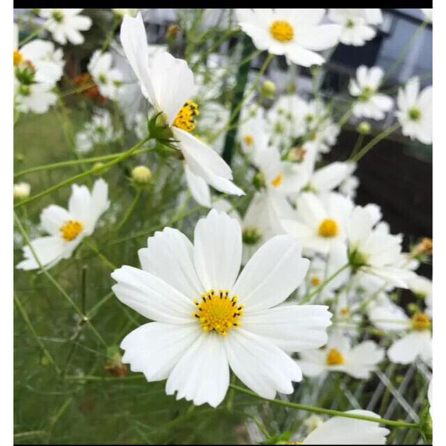 白いコスモスの種子　マリーゴールドの種子 ハンドメイドのフラワー/ガーデン(その他)の商品写真