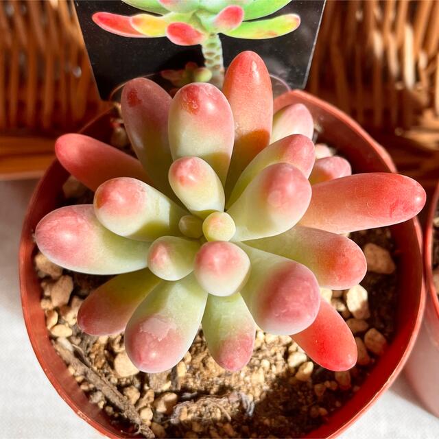 美苗 多肉植物 セダム 恋心 紅葉が綺麗です ◇ 抜き苗 限定2この 美苗 多肉植物 セダム 恋心 紅葉が綺麗です ◇ 抜き苗 限定2この