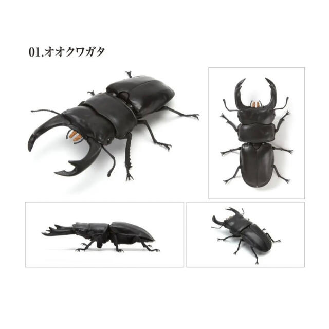 いきもの大図鑑くわがた03 全5種類フルコンプ バンダイの通販 by
