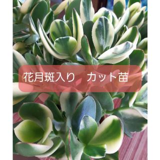 花月斑入り　カット苗(その他)