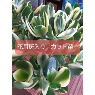 花月斑入りカット苗(その他)