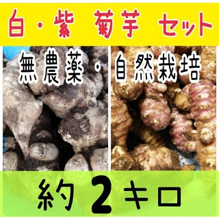 ★神奈川産 掘りたて 新鮮★ 無農薬 紫菊芋・白菊芋 約２キロ(野菜)
