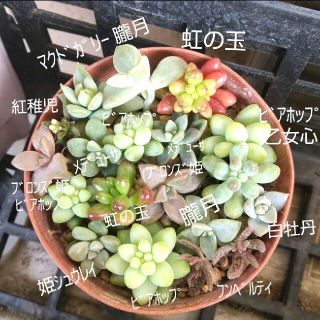 【多肉植物】カット苗　11種類(その他)