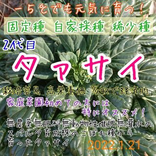 タァサイ 固定種 自家採種 2代目 野菜の種 家庭菜園 プランター 種子 種(野菜)