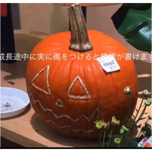 【種子】ハロウィンカボチャ 7粒 ハンドメイドのフラワー/ガーデン(その他)の商品写真