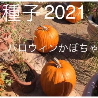 【種子】ハロウィンカボチャ 7粒(その他)