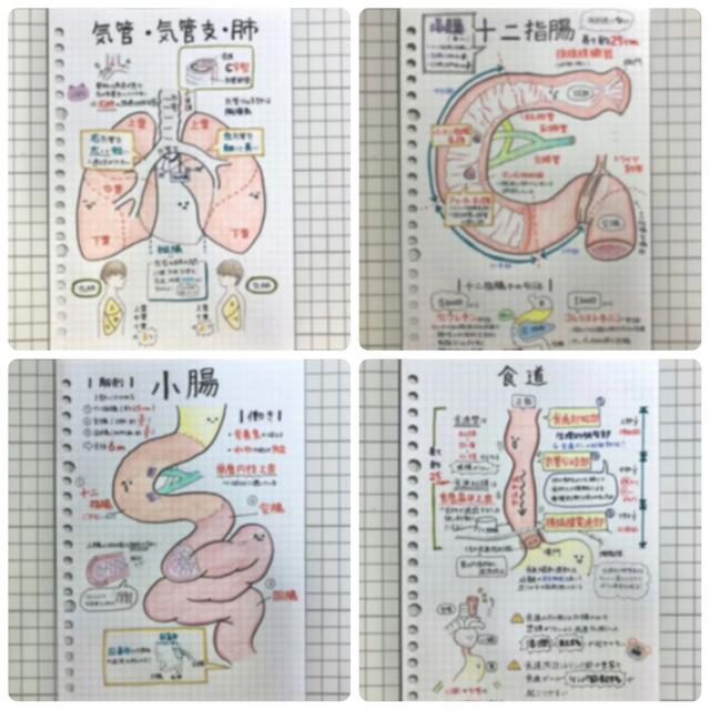 解剖生理+重要項目+頻出疾患まとめノート 3セット