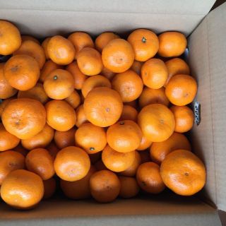 ☆ 安全・安心な温州ミカン ☆　2S～３L　愛媛県産10ｋｇ  2月1日発送(フルーツ)