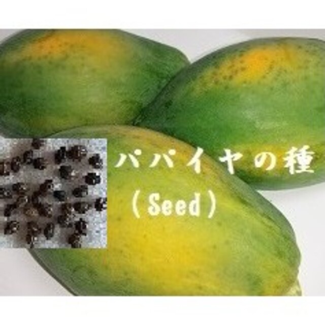 RN0130 パパイヤの種30粒 Seed タネ 果物パパイヤ　たね 食品/飲料/酒の食品(フルーツ)の商品写真