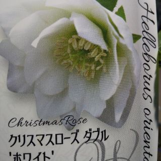 クリスマスローズ八重 本日特売❗️❗️(プランター)