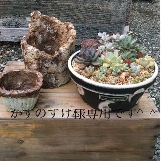 多肉植物リメイク缶鉢に寄せ植え！かずのすけ様専用です^ ^(その他)