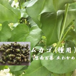 RN0130 アカザカズラのムカゴ15粒　雲南百薬 種用 丘わかめ(野菜)