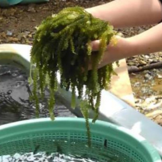 即出荷】【即出荷】沖縄県産 海ぶどう茎付き1000g“ 商品の説明