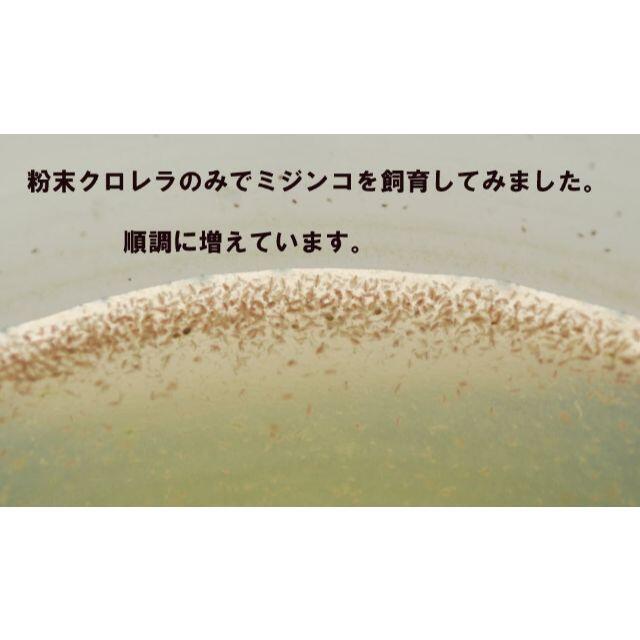 ミジンコ培養飼料　粉末クロレラ クロレラパウダー 18 g  微粒子パウダー その他のペット用品(アクアリウム)の商品写真