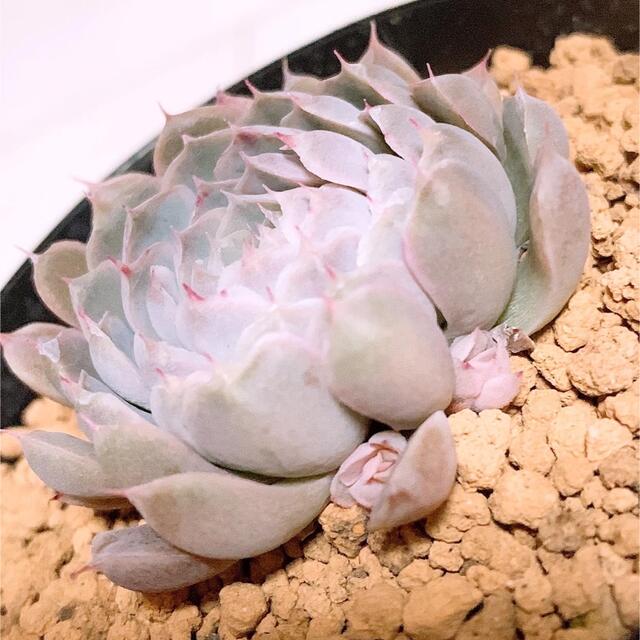 エケベリア　メキシコミニマ　多肉植物 ハンドメイドのフラワー/ガーデン(その他)の商品写真