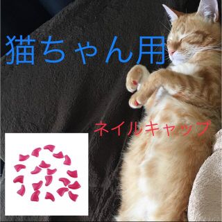猫 ネイル 爪 カバー キャップ 爪とぎ防止  新品未使用  パープル　紫(猫)
