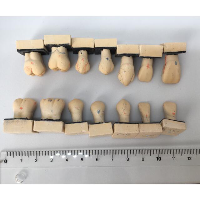 歯牙模型　右側上下セット エンタメ/ホビーのおもちゃ/ぬいぐるみ(模型/プラモデル)の商品写真