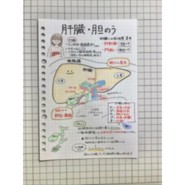 【レビューブックに！】看護学生 国試対策 解剖生理学まとめノート