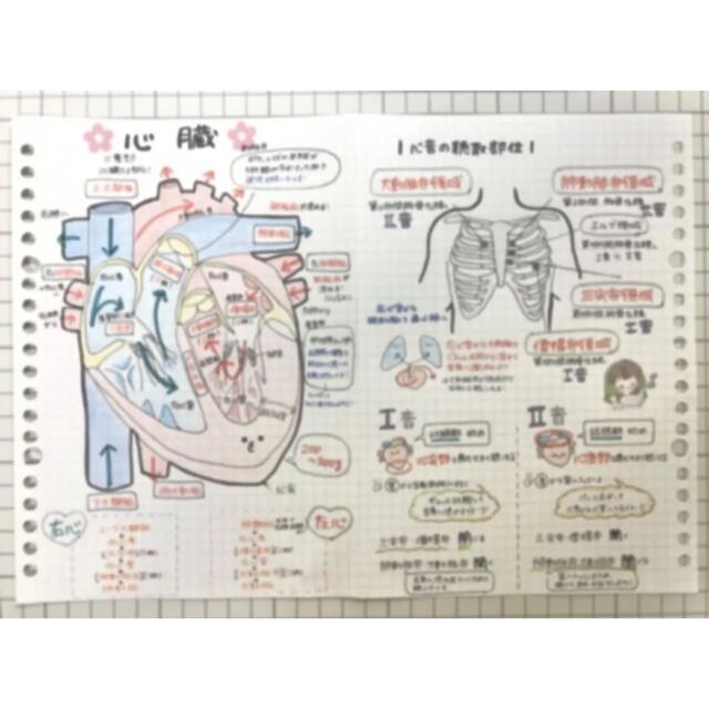 【レビューブックに！】看護学生 国試対策 解剖生理学まとめノート