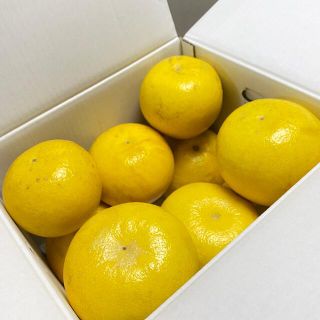 予約土佐文旦 送料無料4L5L特大 約8kg(フルーツ)