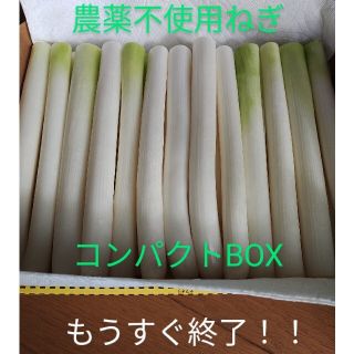 長ねぎ☆農薬不使用ネギ☆　　　　　　コンパクトBOXで白ねぎ発送！！(野菜)