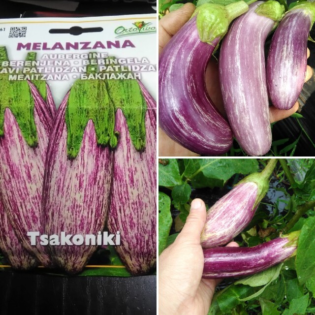 イタリア野菜の4種子 　トーゴナス、ゼブラナス、フィレンツェ、無料＝たまごナス ハンドメイドのフラワー/ガーデン(その他)の商品写真