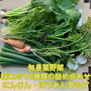 無農薬野菜＊採れたて6種類の詰め合わせ＊野菜セット＊ネコポス＊にんじん等＊(野菜)