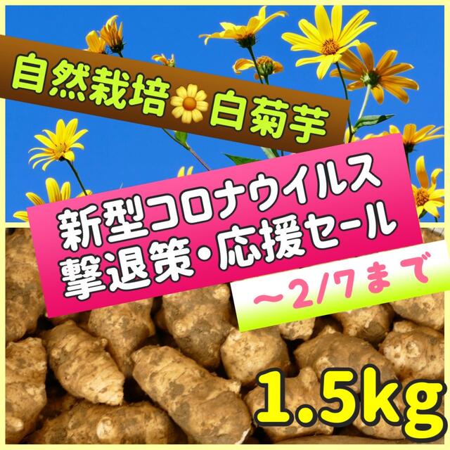 ❤️【菊芋（白）】1.5kg〜新型コロナ「まん延防止」対策にも❣️ 食品/飲料/酒の食品(野菜)の商品写真