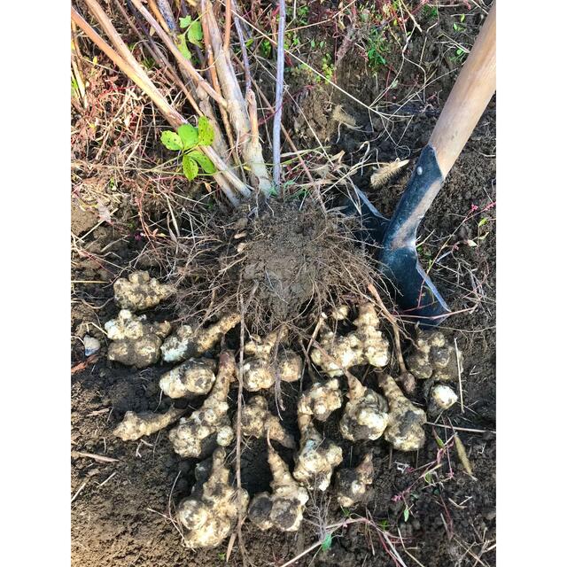 ❤️【菊芋（白）】1.5kg〜新型コロナ「まん延防止」対策にも❣️ 食品/飲料/酒の食品(野菜)の商品写真